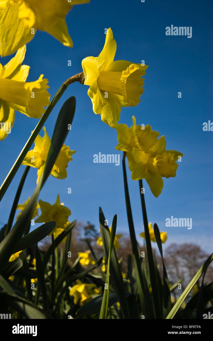 Les jonquilles au printemps dans le Parc National du Lake District, Cumbria, England, UK Banque D'Images