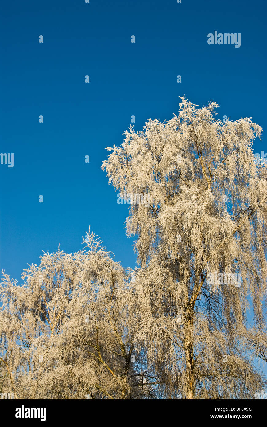 Les bouleaux couverts de givre contre un bleu de ciel d'hiver Banque D'Images