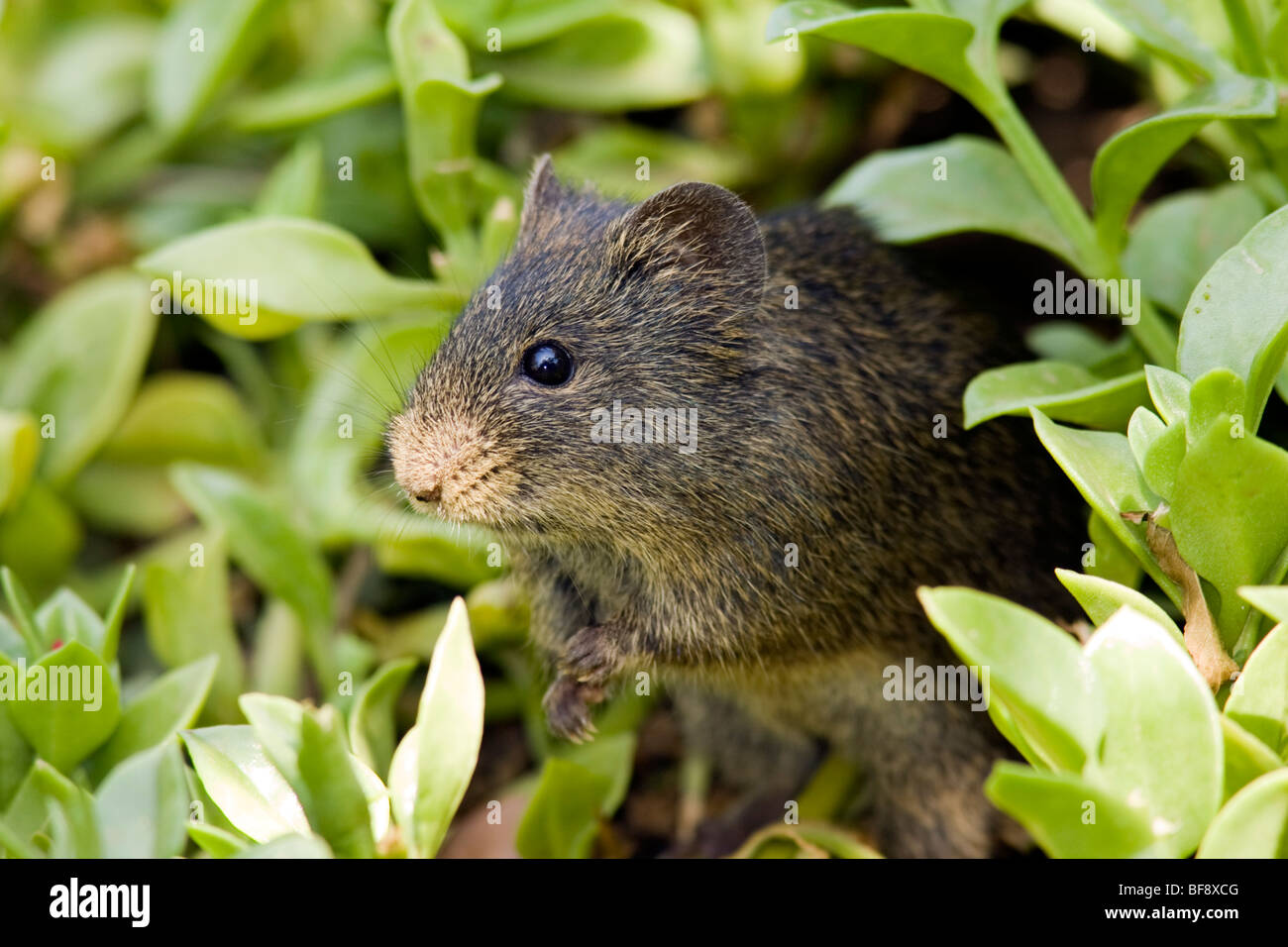 Close-up de la souris - Parc National de Nakuru de lac Nakuru, Kenya - Banque D'Images