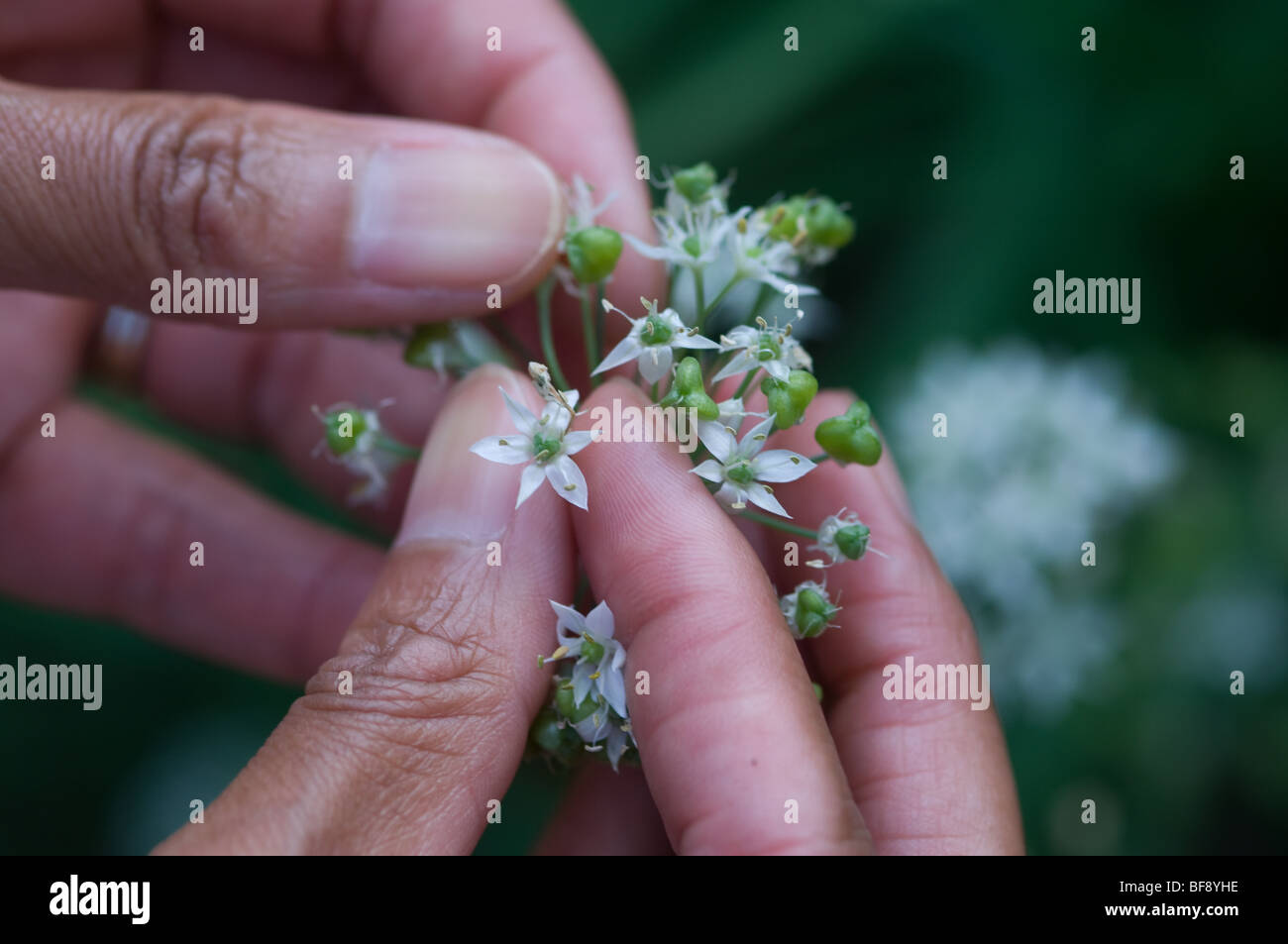 Gros plan fleur Banque D'Images