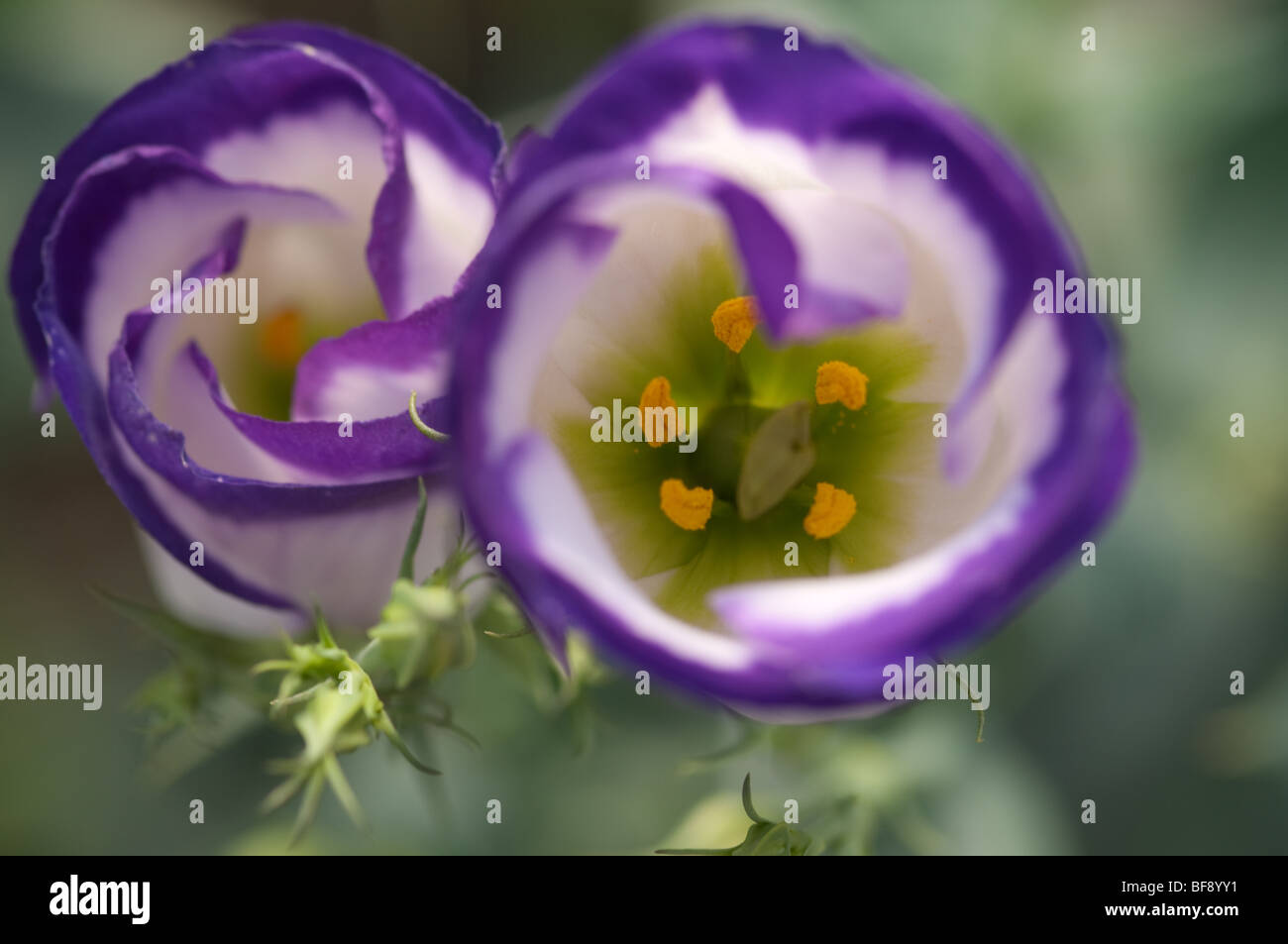 Close up de lisianthus mauve Banque D'Images