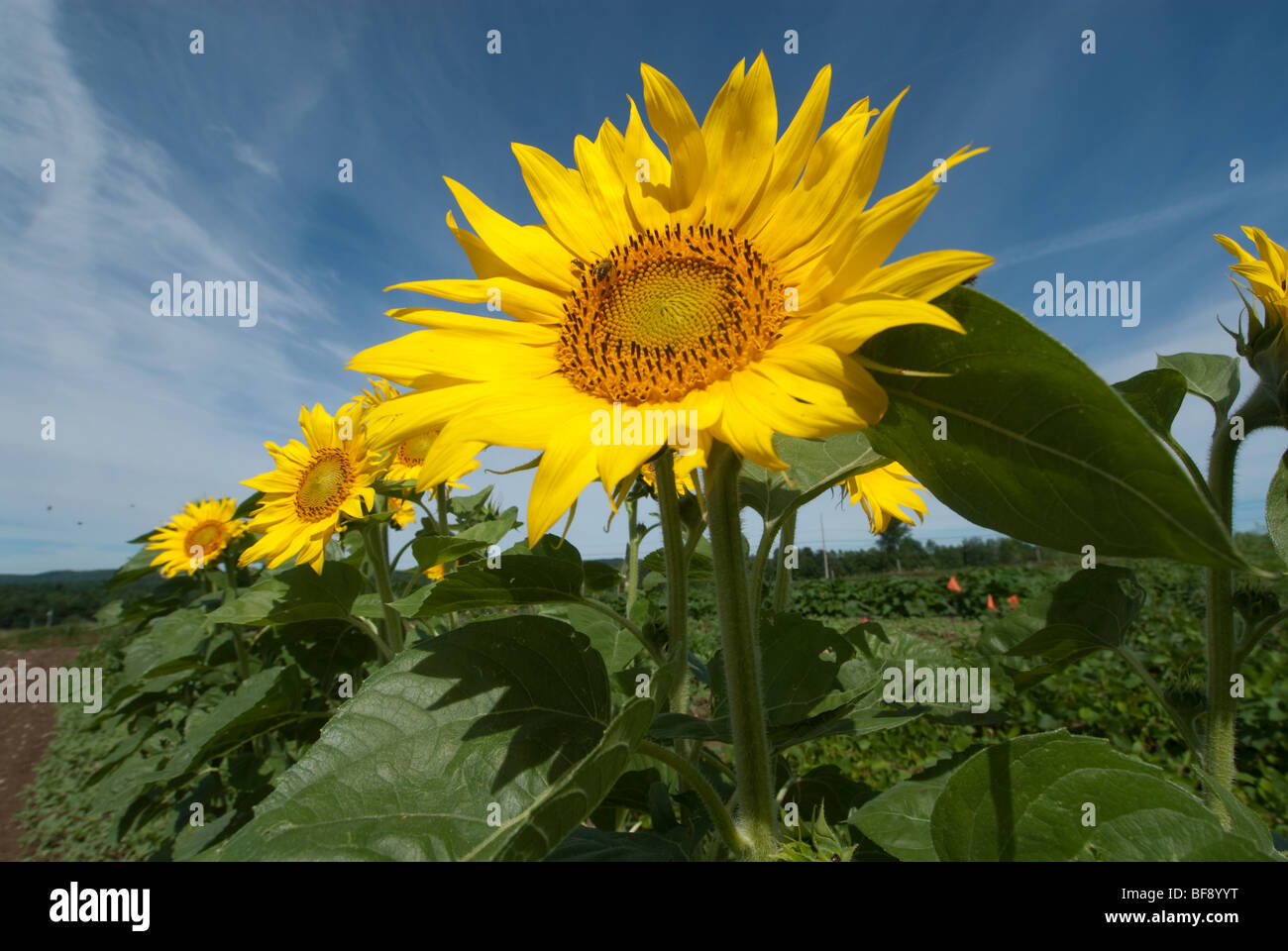 Close up of sunflower Banque D'Images