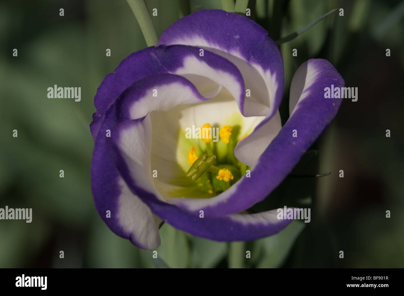 Gros plan fleur Banque D'Images