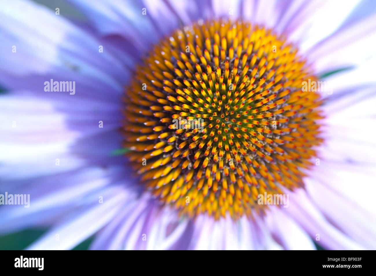 Gros plan fleur Banque D'Images