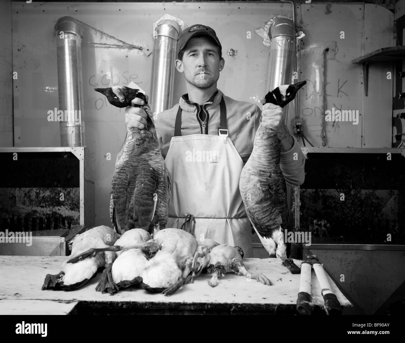 Randy nettoie et toit de plumes d'oies et de canards à Chesapeake à l'extérieur, sur l'île de Kent, au Maryland Banque D'Images