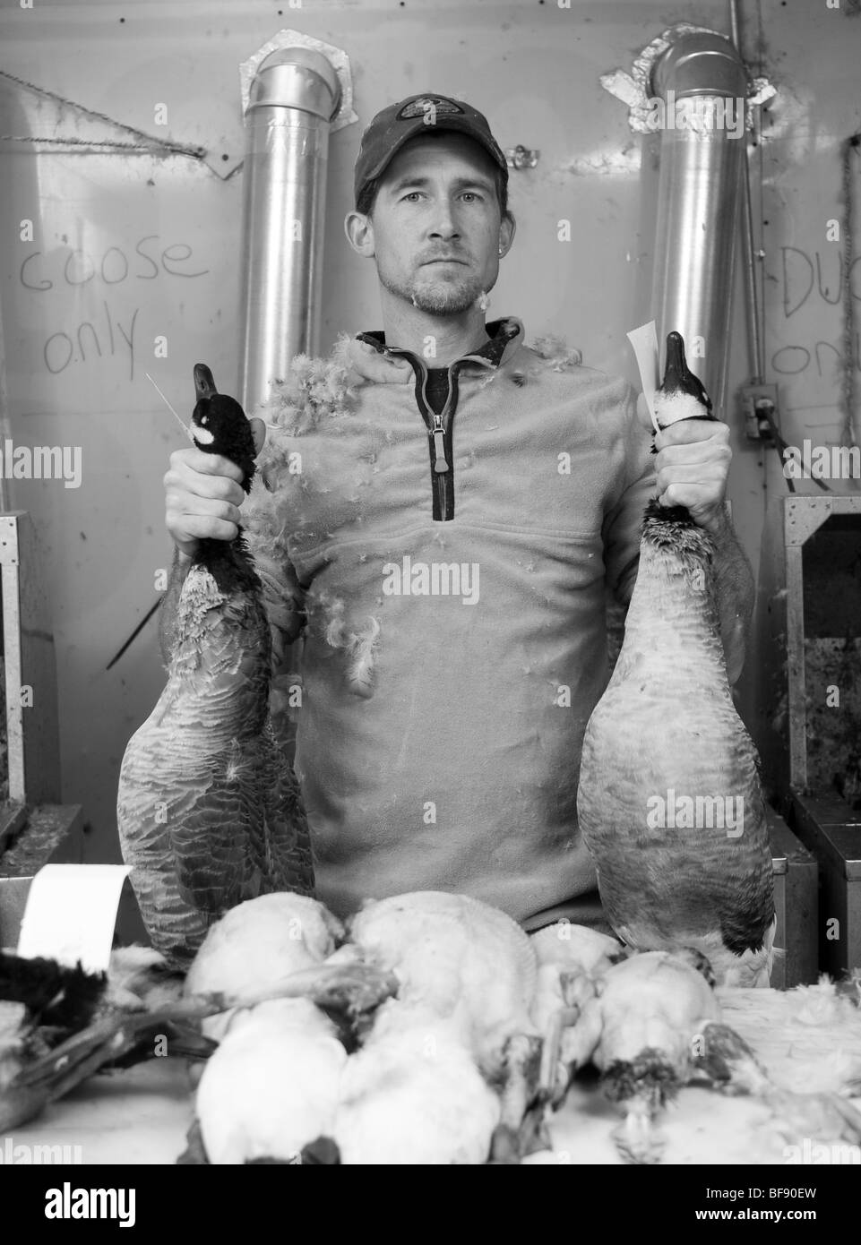 Randy nettoie et toit de plumes d'oies et de canards à Chesapeake à l'extérieur, sur l'île de Kent, au Maryland Banque D'Images