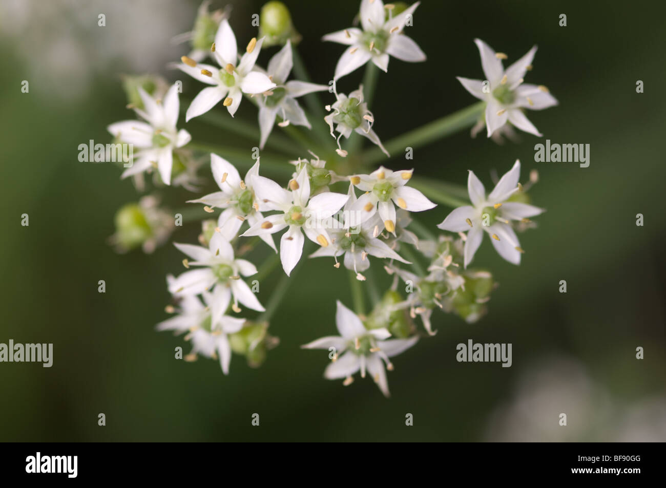 Gros plan fleur Banque D'Images