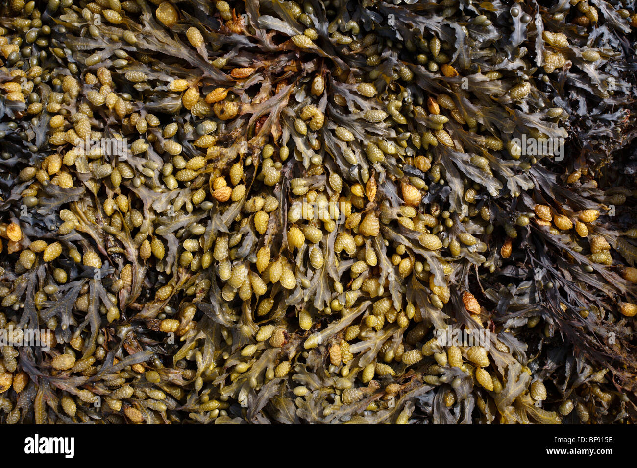 Bladderrack les algues Fucus vesiculosus Banque D'Images