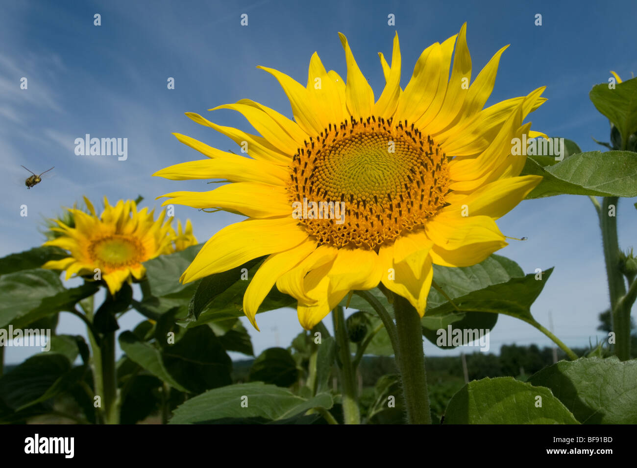 Close up of sunflower Banque D'Images