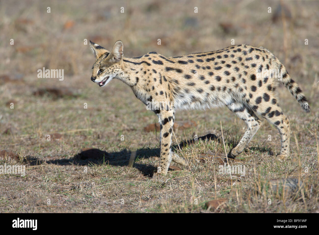 Leptailurus serval Serval, chat, marche à pied. Le Masai Mara National Reserve, Kenya. Banque D'Images