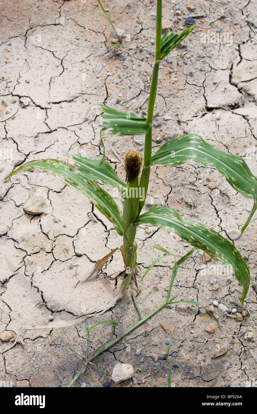 Le maïs endommagé par la sécheresse dans les champs à proximité de Slippery Rock PA Banque D'Images