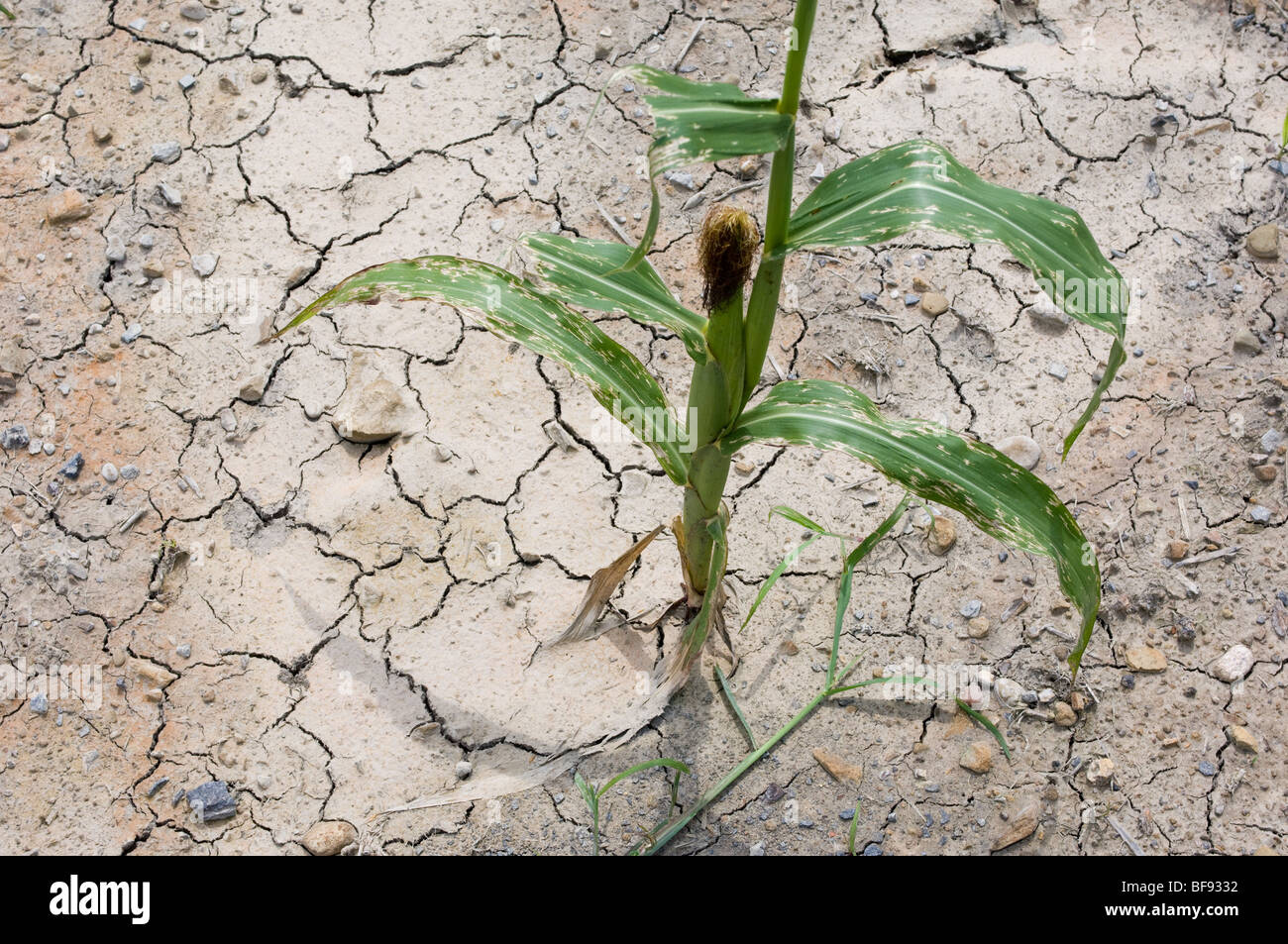 Le maïs endommagé par la sécheresse dans les champs à proximité de Slippery Rock PA Banque D'Images