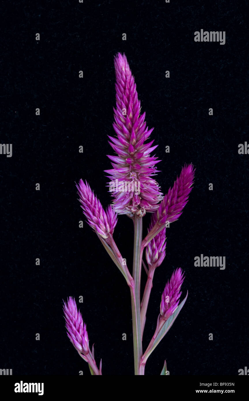 fleurs coupées Banque D'Images