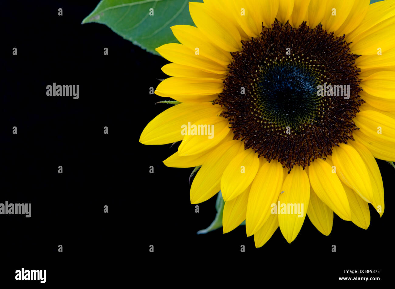 Tournesol Banque D'Images