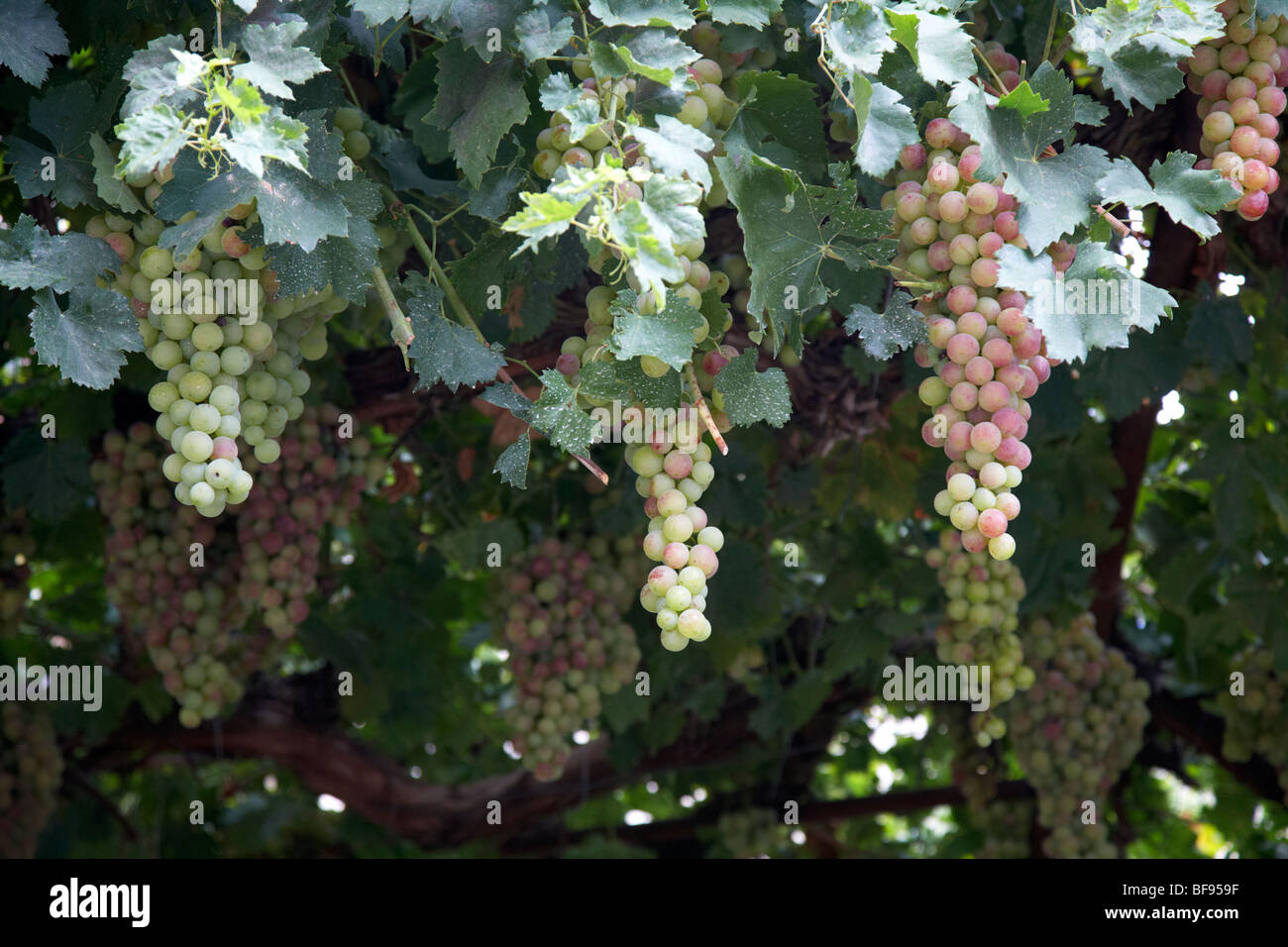 De plus en plus de vignes de raisins frais généraux dans le jardin d'une maison de village de la région de Troodos omodos vin république de Chypre Europe Banque D'Images