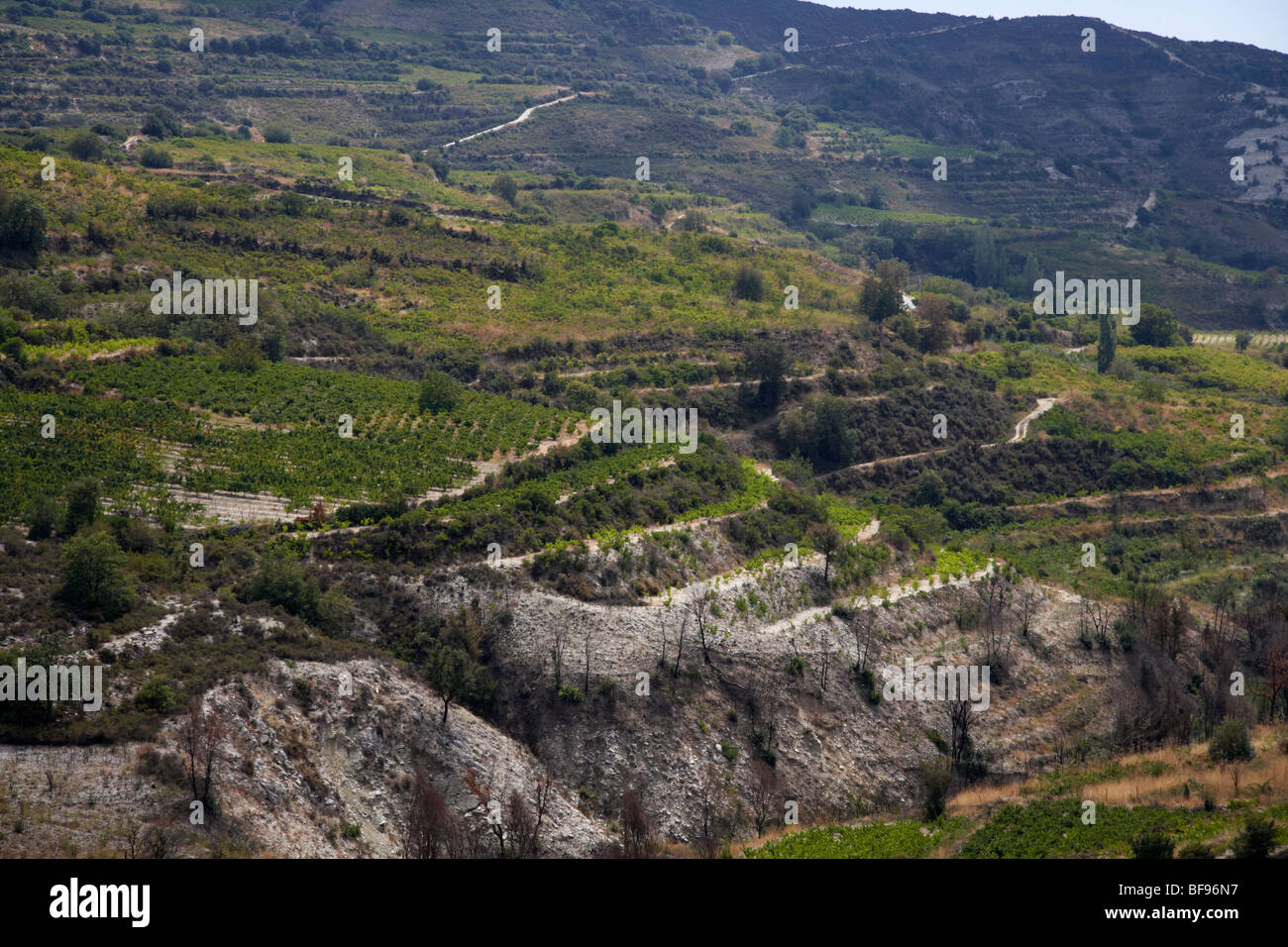 Vignobles dans les collines autour du village viticole de troodos omodos république de Chypre Europe Banque D'Images