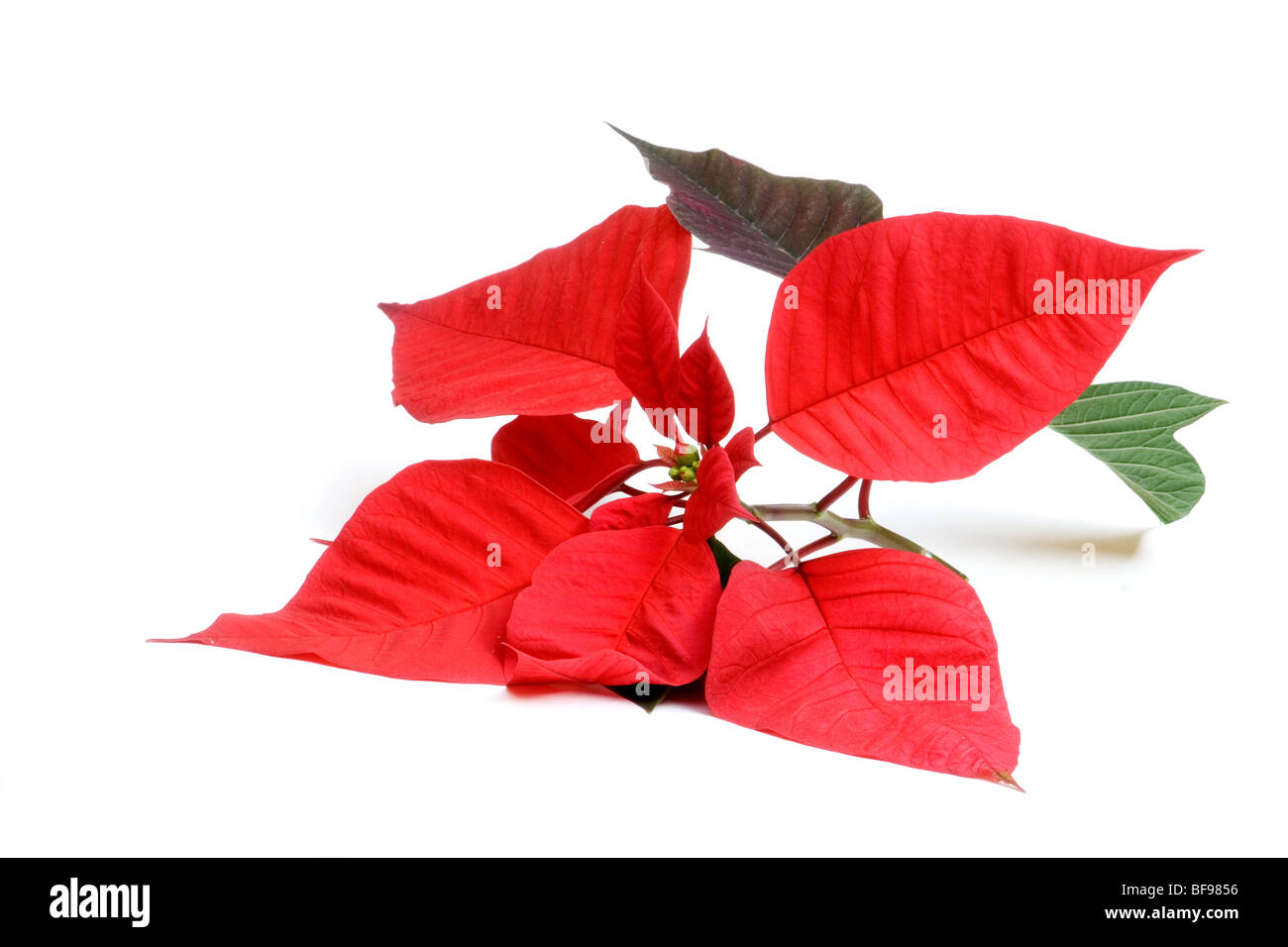 Poinsettia sur fond blanc Banque D'Images