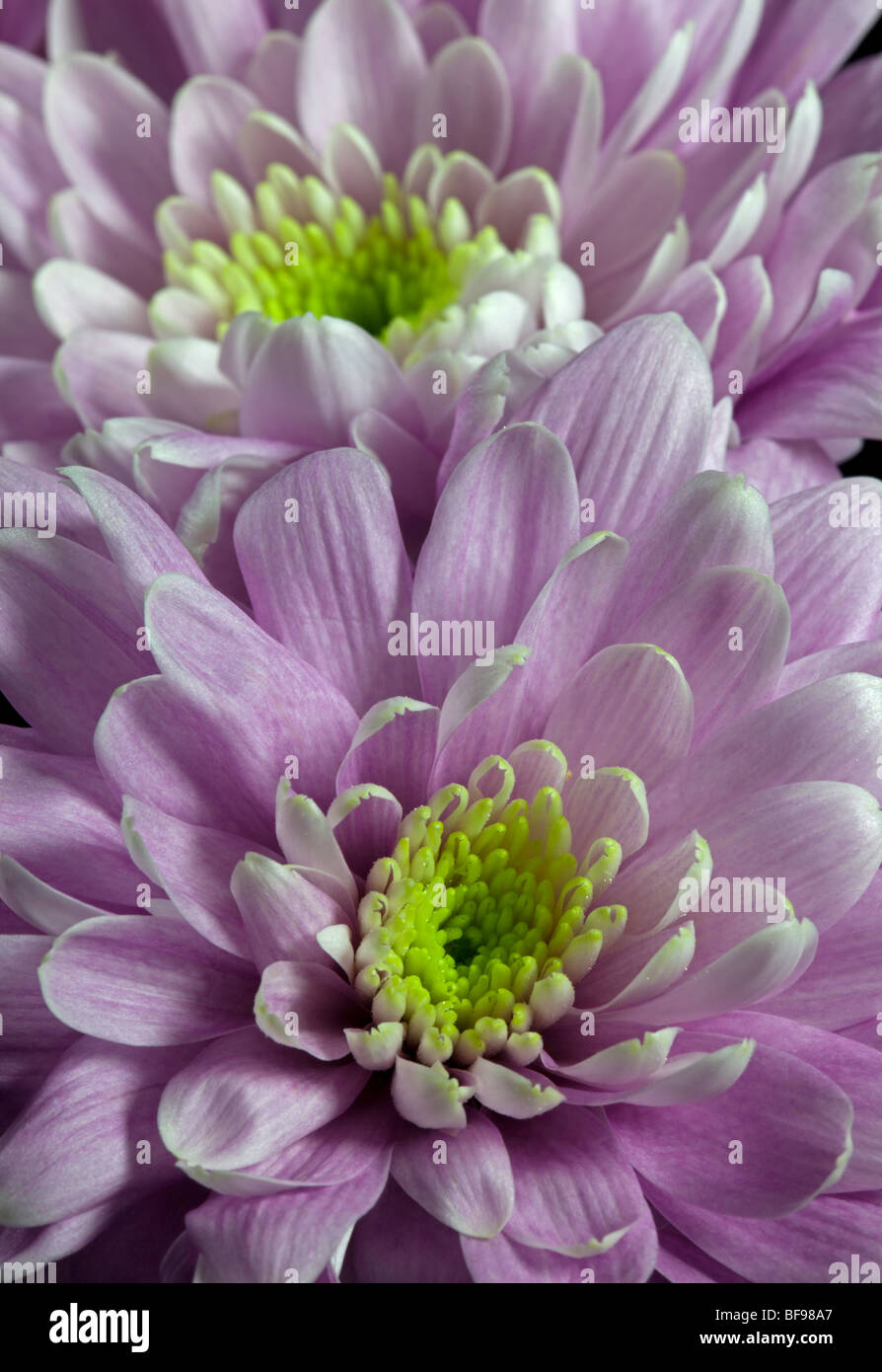Chrysanthèmes décoratifs rose Banque D'Images