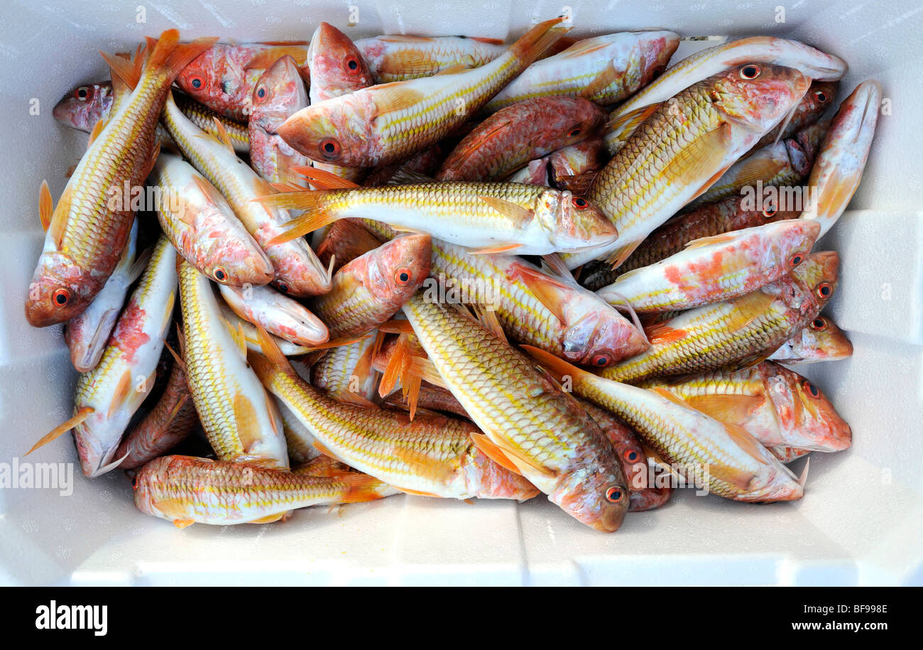 Le vivaneau rouge méditerranéen prêtes pour le marché du poisson sur  quayside à Teulada, au sud-ouest de la Sardaigne, Italie Photo Stock - Alamy