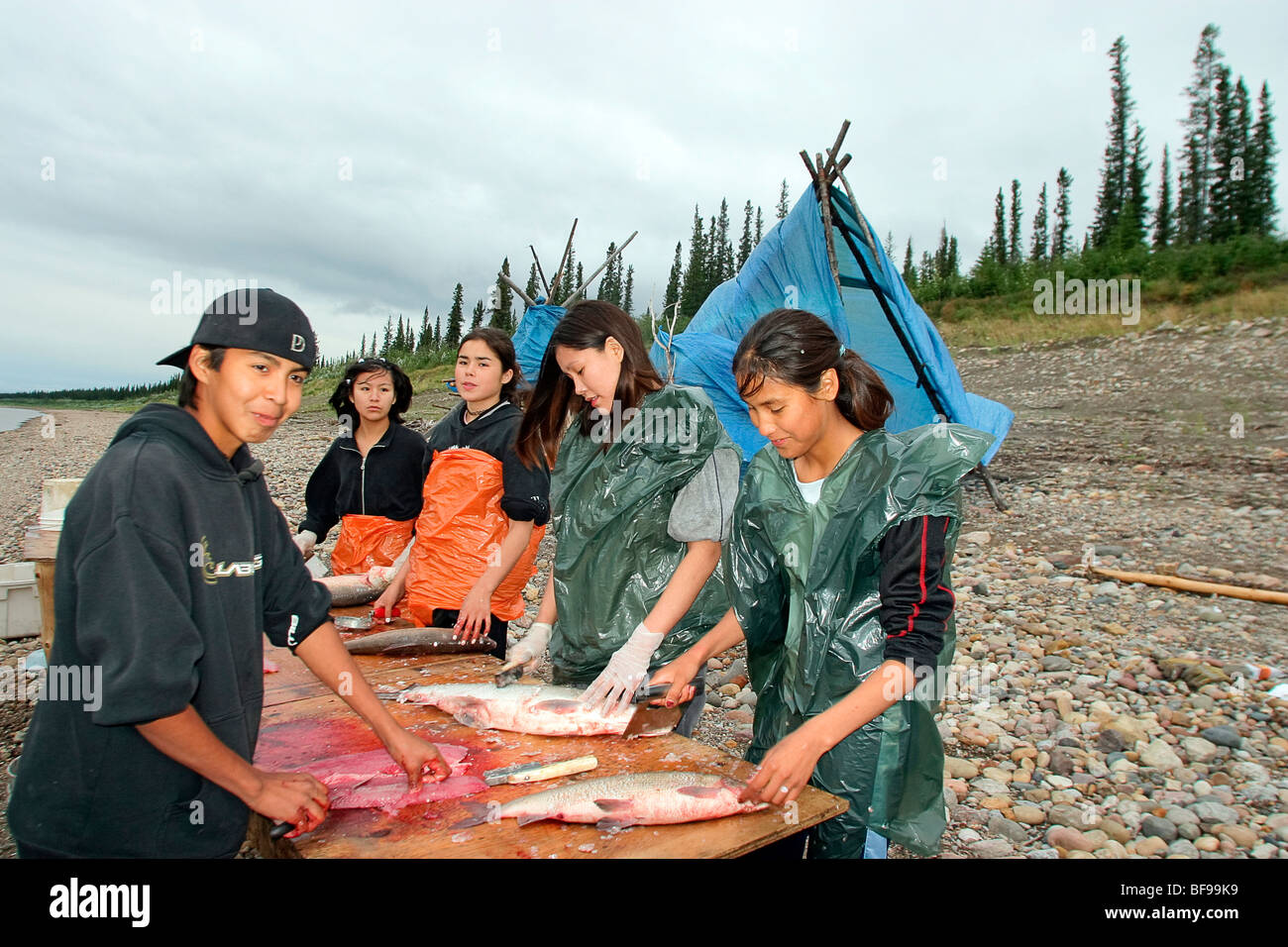 Filles et garçons poisson pur à un camp de pêche pour les jeunes à Fort Good Hope, dirigées par les anciens pour enseigner des moyens traditionnels. Fleuve Mackenzie, NT, Banque D'Images