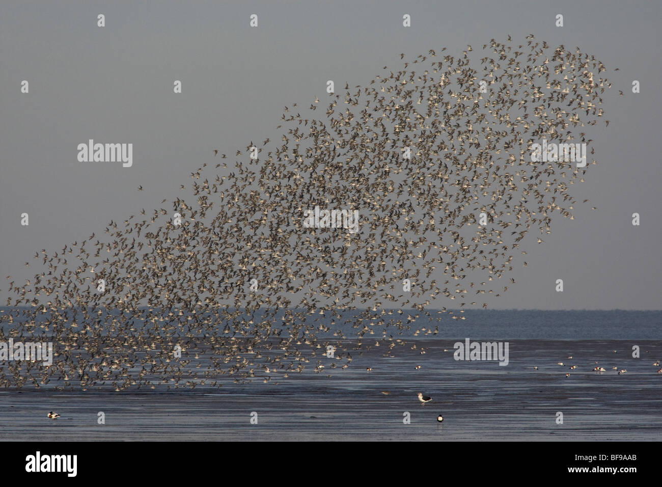 Marée haute volée de repos plus de Nœud, Snettisham Norfolk. Banque D'Images