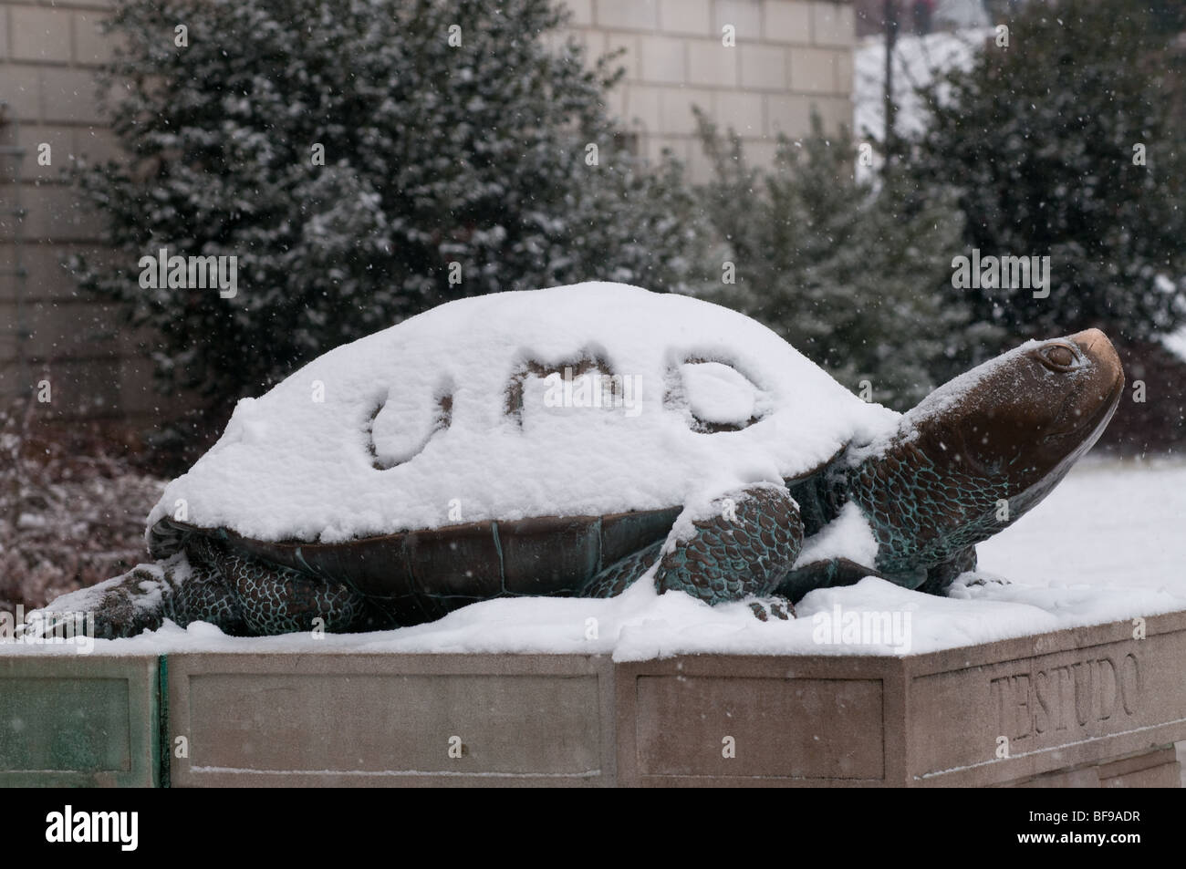 Université du Maryland mascot testudo dans la neige Banque D'Images