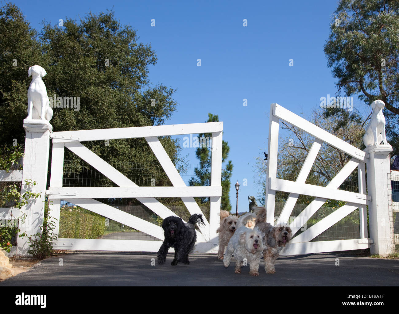 S'échappant de chien perdu gates Banque D'Images