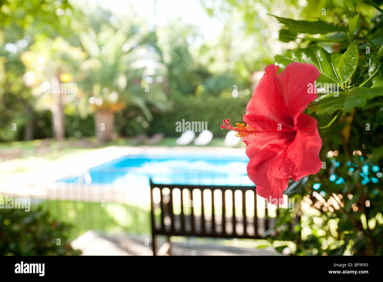 Une fleur d'hibiscus rouge avec piscine dans l'arrière-plan, Funchal, Madère Banque D'Images Une fleur d'hibiscus rouge avec piscine dans l'arrière-plan, Funchal, Madère Banque D'Images