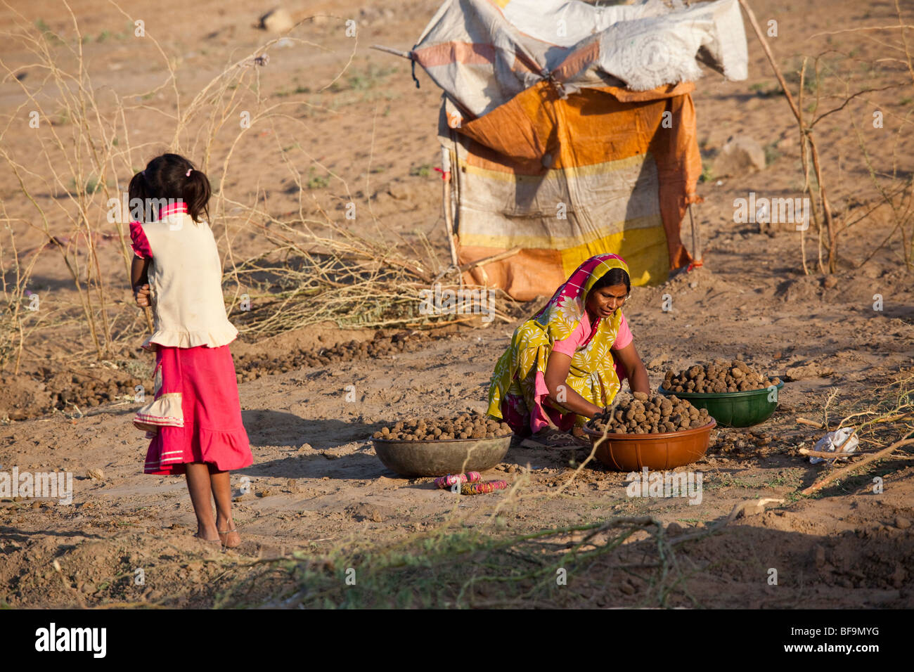 Femme à la bouse de chameau juste pour la collecte de combustible à Pushkar dans le Rajasthan en Inde Banque D'Images