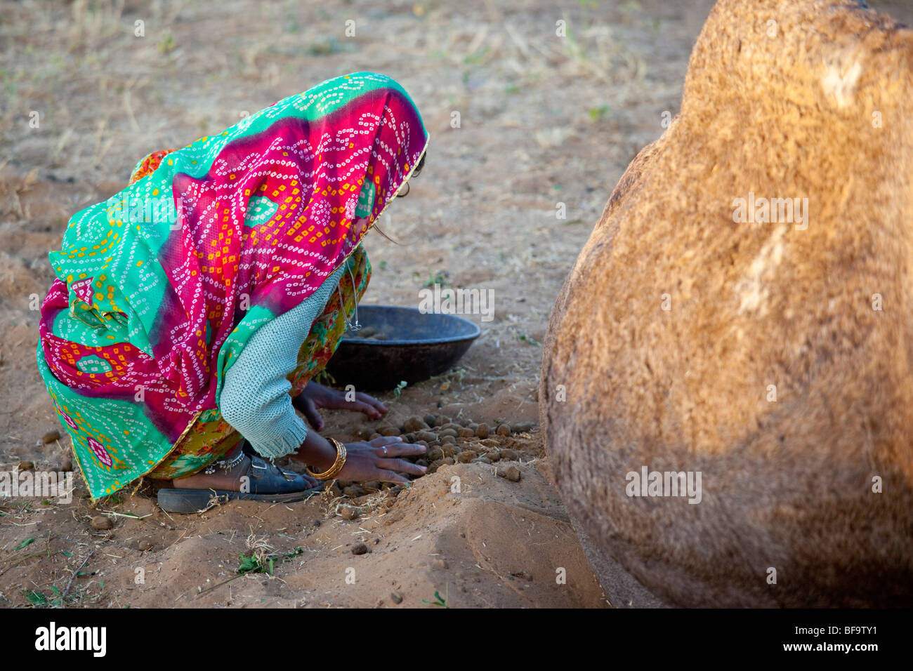 Femme Rajput excréments pour la collecte de combustible derrière un chameau chameau à la foire de Pushkar Inde Banque D'Images