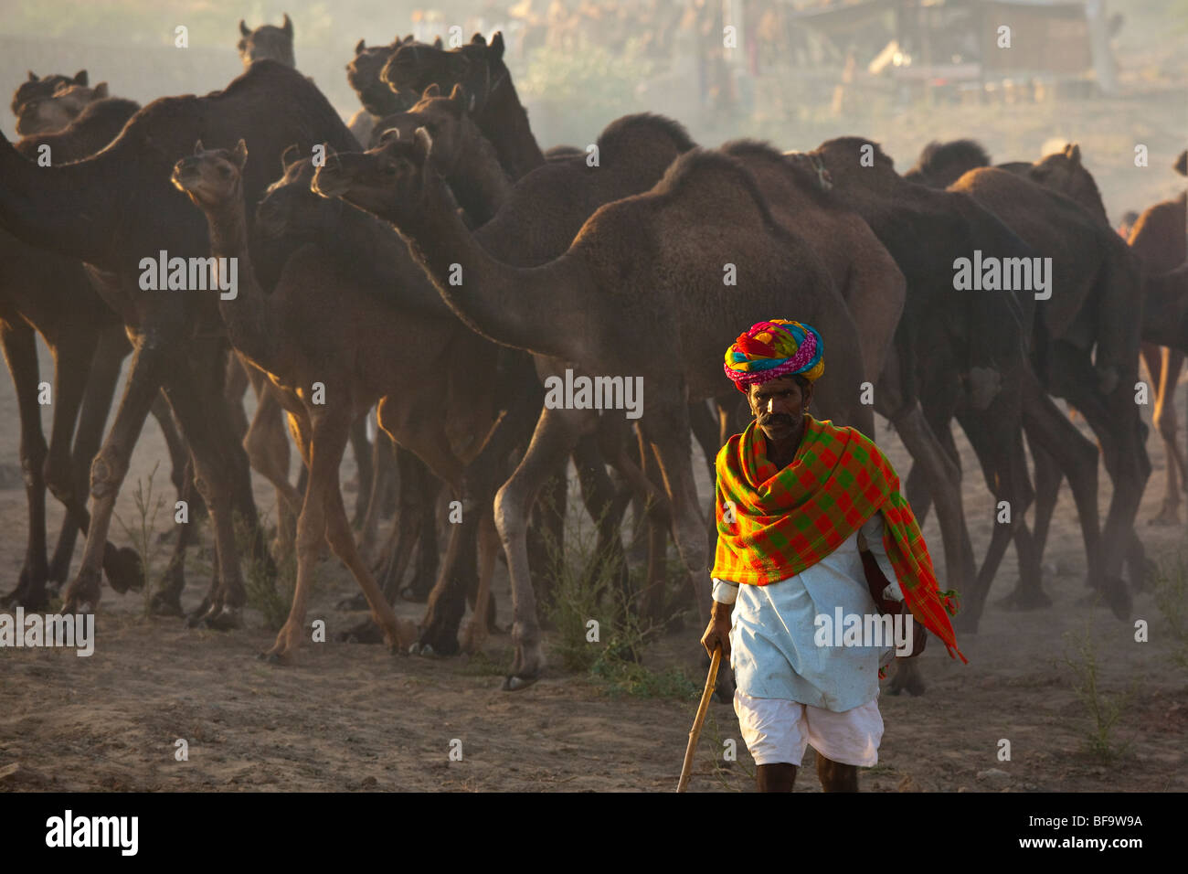 Homme Rajput et les chameaux à la Camel Fair de Pushkar Inde Banque D'Images