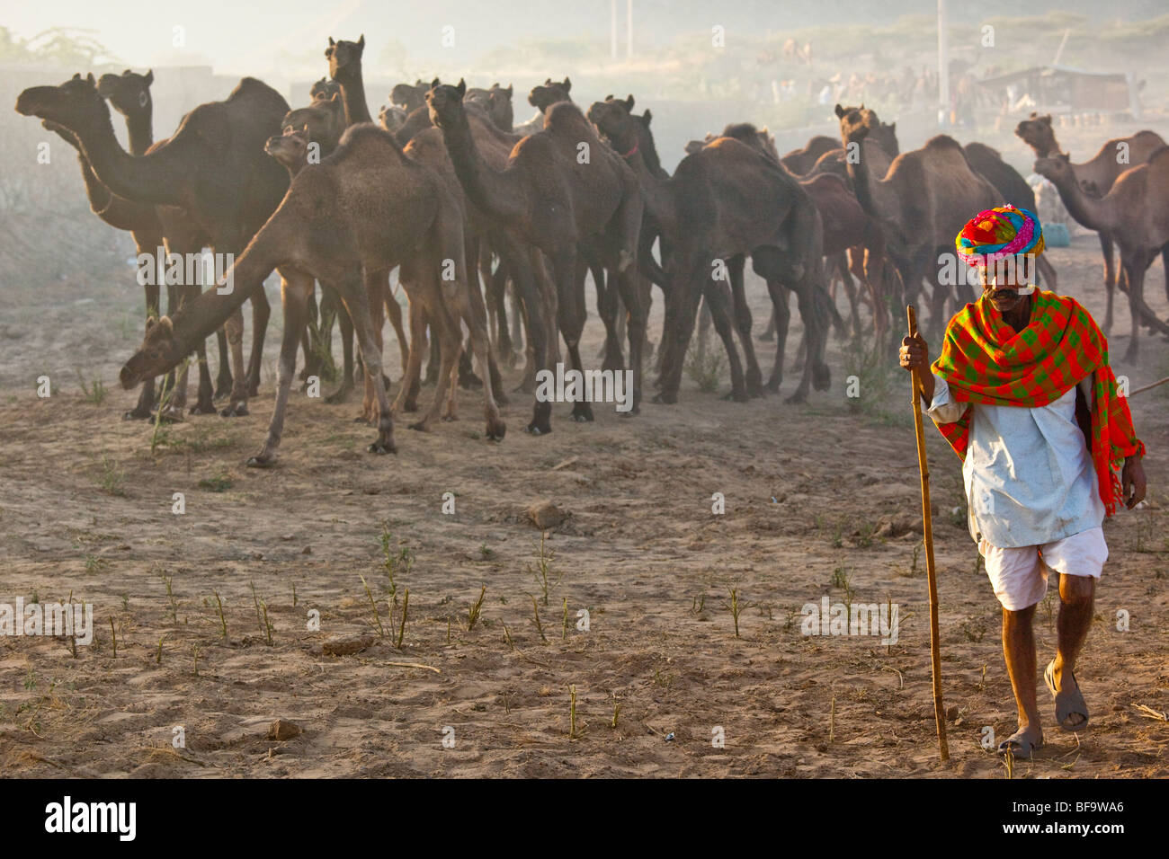 Homme Rajput et les chameaux à la Camel Fair de Pushkar Inde Banque D'Images