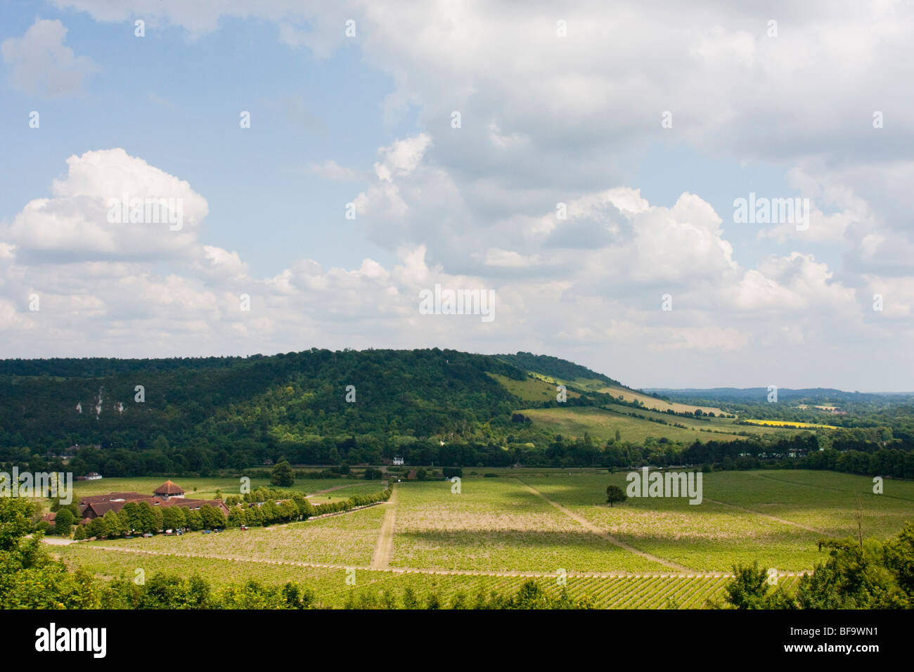 North Downs près de Dorking et vignoble Denbies. Banque D'Images