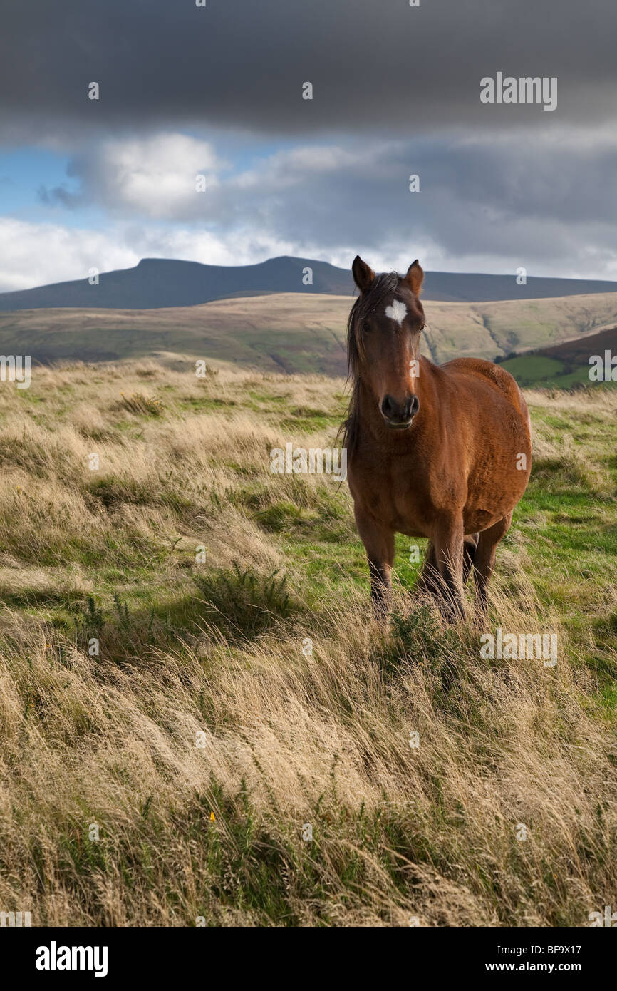 Poney de montagne avec PEN-Y-FAN EN ARRIÈRE-PLAN LE PARC NATIONAL DES Brecon Beacons Banque D'Images