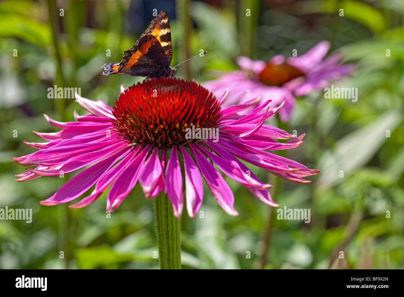 Echinacea purpurea et petit papillon écaille Banque D'Images