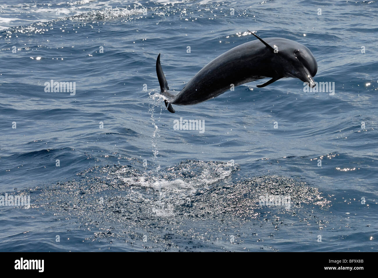 Dauphin tacheté Pantropical, Stenella attenuata, violer l'extérieur de l'eau, les Maldives, l'Océan Indien. Banque D'Images