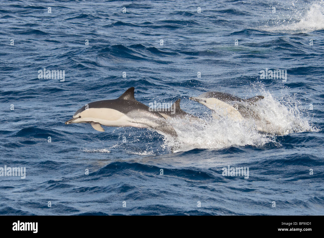 Les dauphins à bec court, Delphinus delphis, à la vitesse de tangage, des Açores, de l'océan Atlantique. Banque D'Images