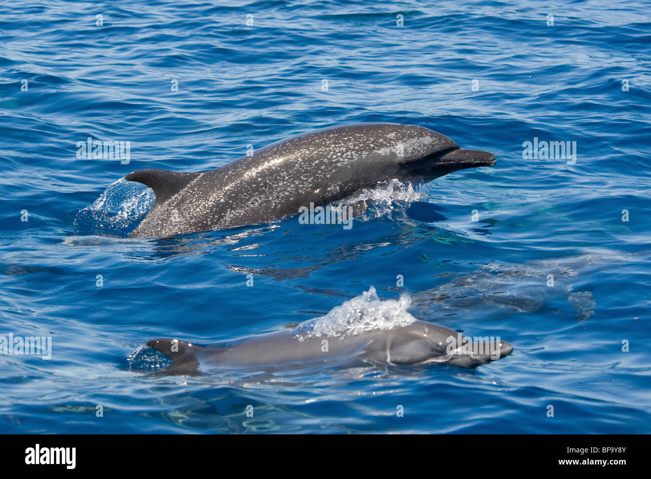 Dauphin tacheté Pantropical côtière, Stenella attenuata graffmani, surfaçage, le Costa Rica, l'Océan Pacifique Banque D'Images