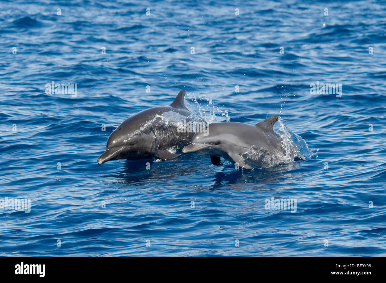 Dauphin tacheté Pantropical côtière, Stenella attenuata graffmani, mère & marsouinage veau, le Costa Rica, l'océan Pacifique. Banque D'Images