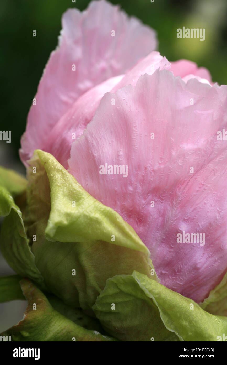 Profil de grandes fleurs rose profond Banque D'Images