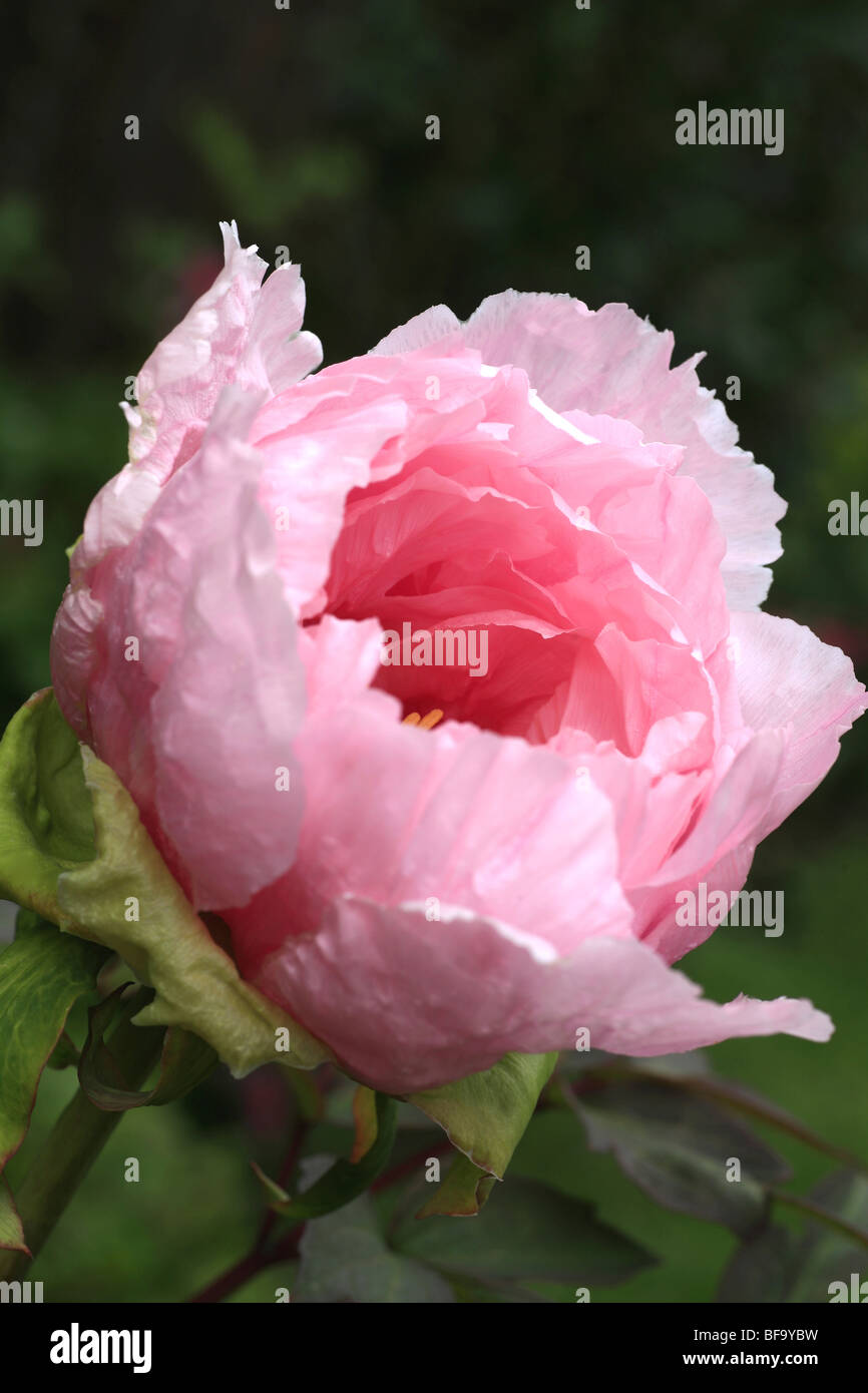 Profil de grandes fleurs rose profond Banque D'Images