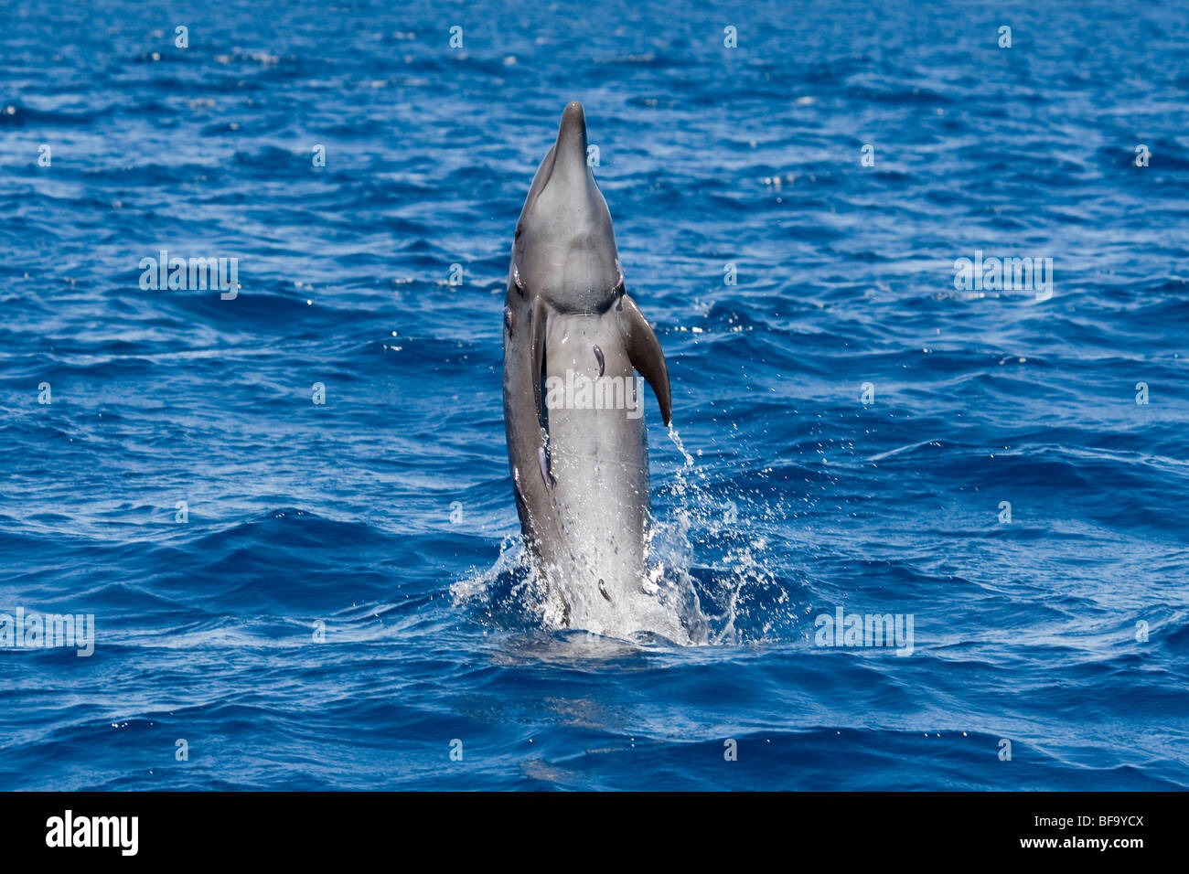 Grand dauphin commun, Tursiops truncatus, marche arrière, le Costa Rica, l'océan Pacifique. Banque D'Images