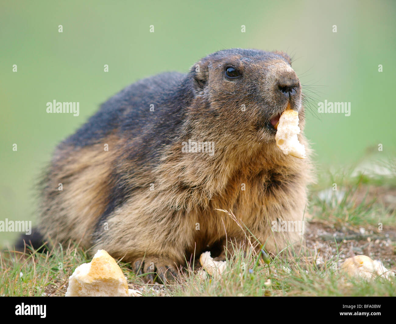 Marmot, Grossglockner high alpine road,, Autriche Banque D'Images