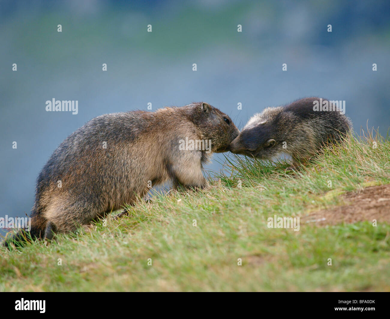 Marmot, Grossglockner high alpine road,, Autriche Banque D'Images