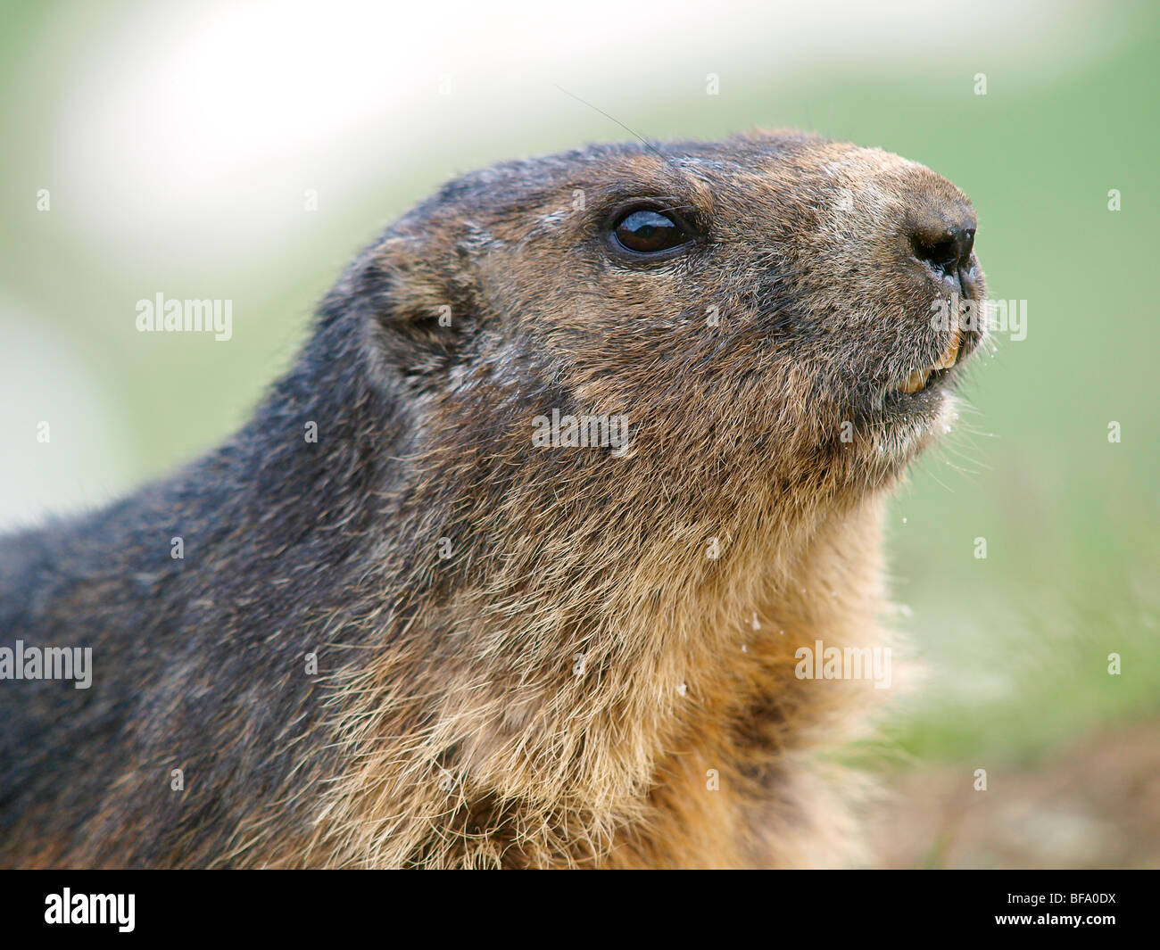 Marmot, Grossglockner high alpine road,, Autriche Banque D'Images