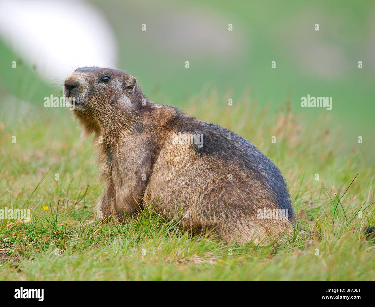 Marmot, Grossglockner high alpine road,, Autriche Banque D'Images