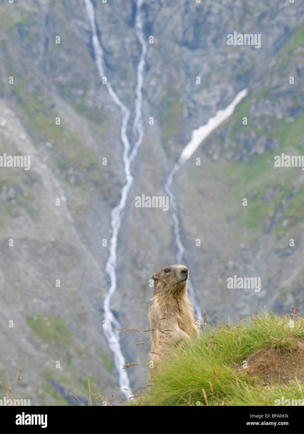 Marmot, Grossglockner high alpine road,, Autriche Banque D'Images