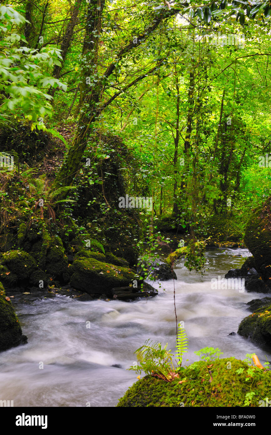 Stream et de bois à Eden Vale, Co.Wexford, Irlande Banque D'Images