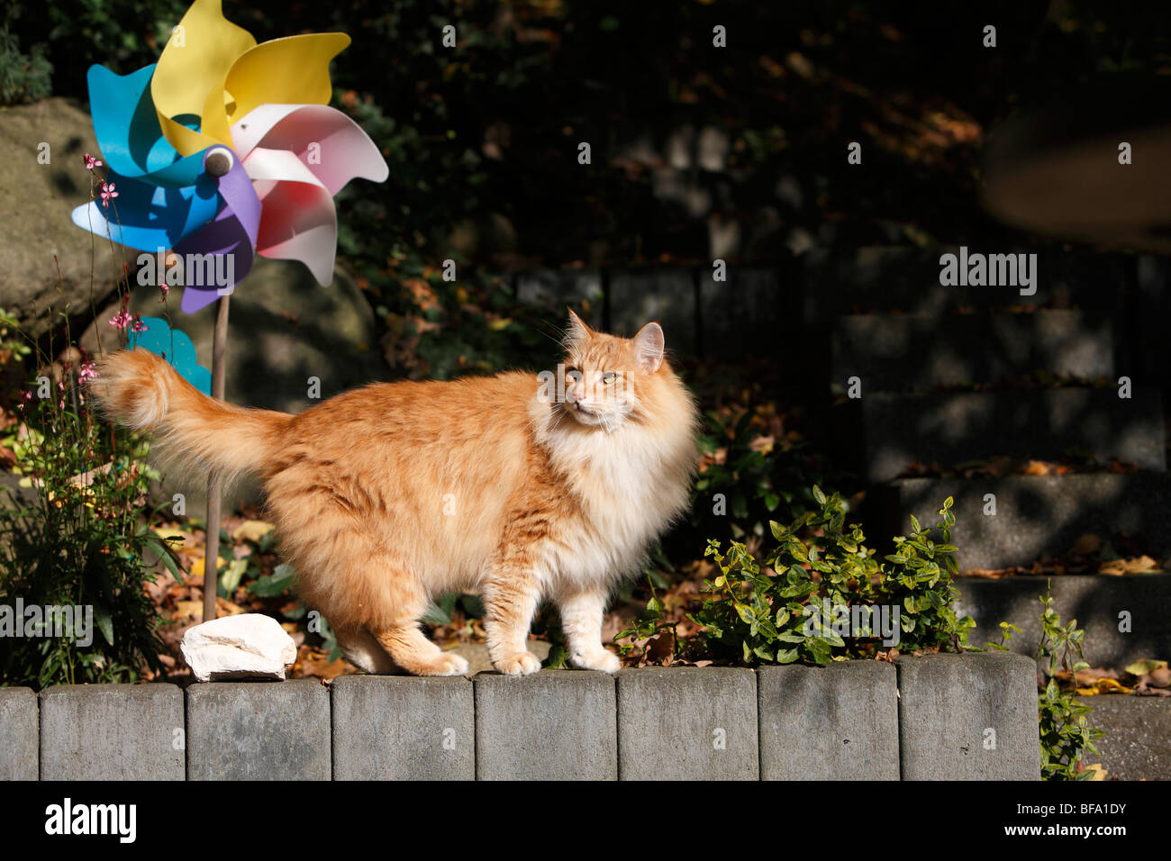 Chat domestique, chat de maison, chat des forêts norvégiennes (Felis  silvestris catus) f., 5 ans chat debout sur un mur, Allemagne Photo Stock -  Alamy