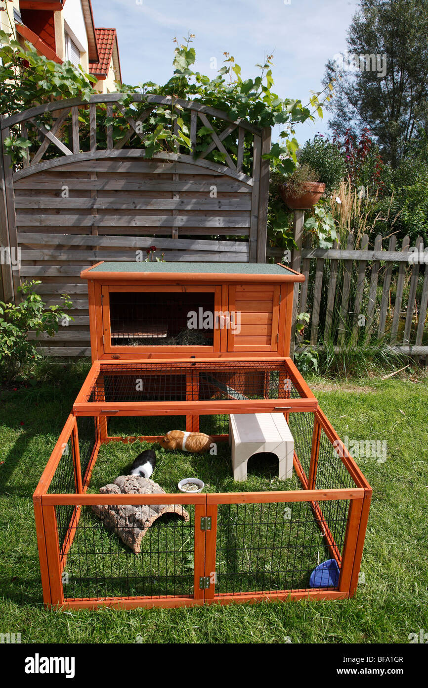 Cavia, cobaye (Cavia spec.), dans un enclos en plein air, Allemagne Banque D'Images